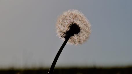 Dandelion in autumn wallpaper