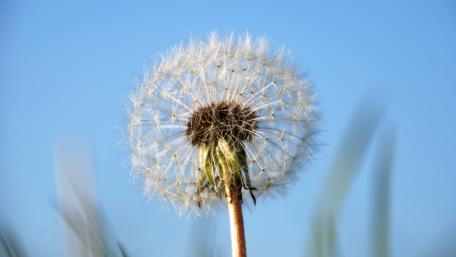 Dandelion wallpaper