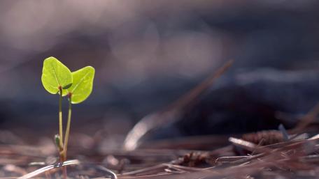 Sprout wallpaper