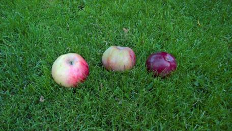 Fresh Apples on Green Grass Wallpaper wallpaper