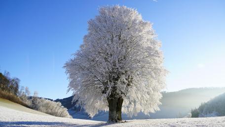 Hoary tree wallpaper