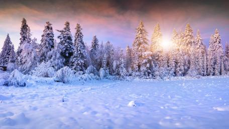 Snowy pine forest ❄️ wallpaper
