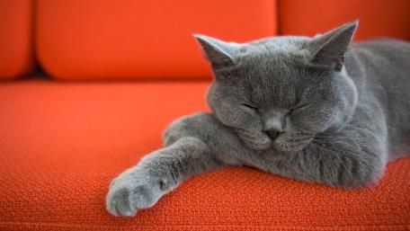 Cozy Grey Cat Nap on Orange Couch wallpaper