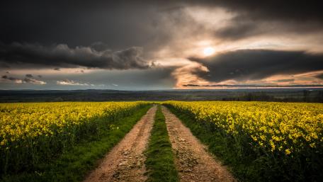 Dirt road in the canola field wallpaper