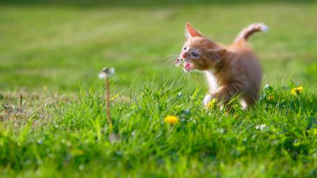 Kitten and the flowers wallpaper