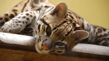 Ocelot kitten wallpaper