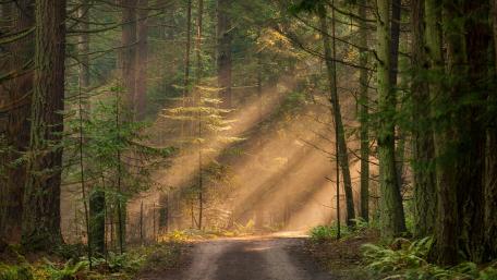 Forest path in the sunlight wallpaper