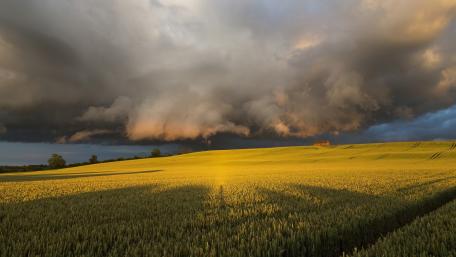 Clouds above the yellow canola field wallpaper