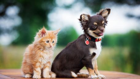 Cute kitten with a Chihuahua dog wallpaper