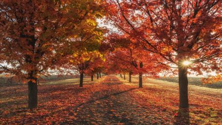 Red tree lane at fall wallpaper