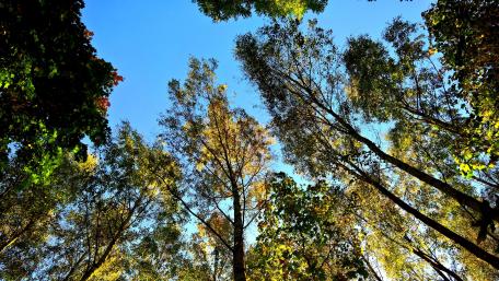 Autumn trees low angle view wallpaper