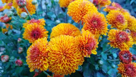 Orange and Yellow Chrysanthemum Garden Delight wallpaper