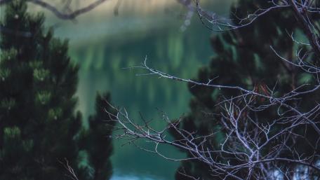 Blur branches wallpaper