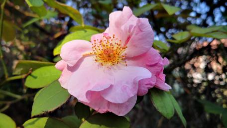 Delicate Pink Blossom in Nature's Embrace wallpaper