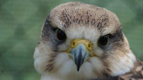 Majestic Bird of Prey Wallpaper wallpaper