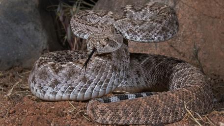 Sidewinder wallpaper