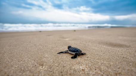 Toward the Ocean wallpaper