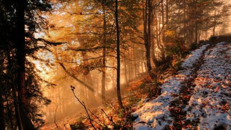 Early snow in the forest wallpaper