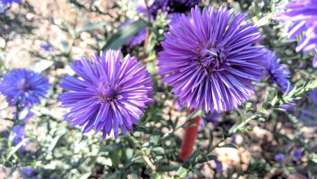 Vibrant Purple Aster Blossoms Transforming Nature's Palette wallpaper