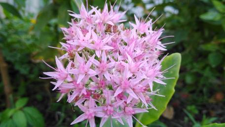 Delicate Pink Star Flowers Blooming Brightly wallpaper