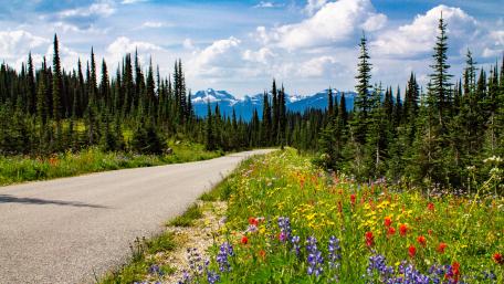 Wild flowers at the summit wallpaper