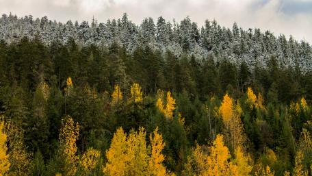 A Little Fall....A Little Winter wallpaper