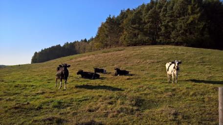 Serene Pasture with Cows Under Clear Sky wallpaper