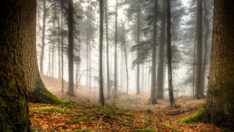 Foggy forest wallpaper