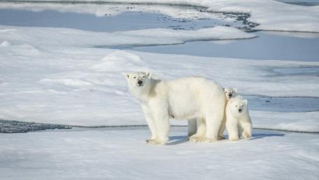 Polar Bear family wallpaper