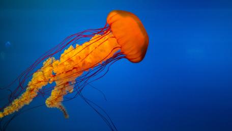 Jellyfish wallpaper