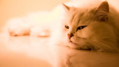 Persian cat wallpaper