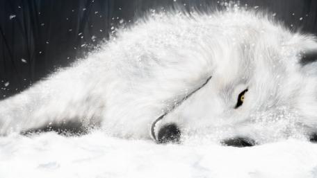 White wolf drawing wallpaper