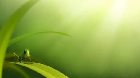 Grasshopper wallpaper
