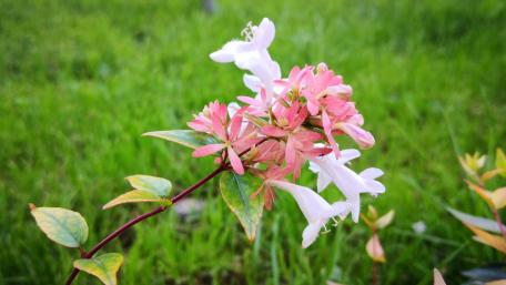 Blooming Beauty in Pink and White Flowers wallpaper