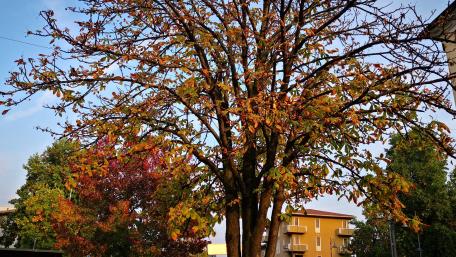 Autumn Beauty in the City wallpaper
