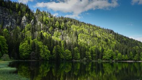 Green forest wallpaper