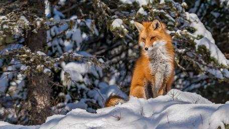 Majestic Red Fox in a Winter Wonderland wallpaper