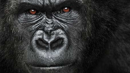 Gorilla look wallpaper