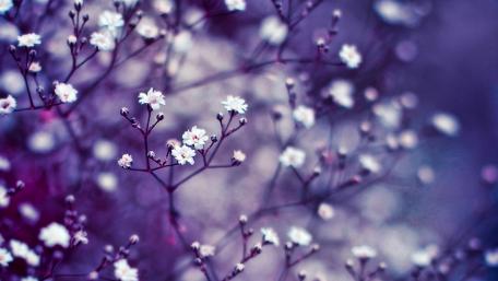 Little flowers wallpaper