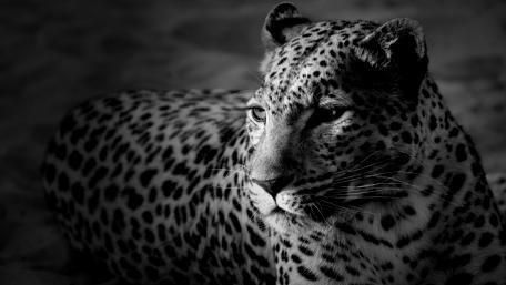 Leopard - Monochrome photography wallpaper