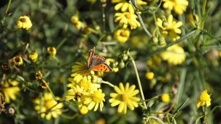Butterfly in the autumn wallpaper