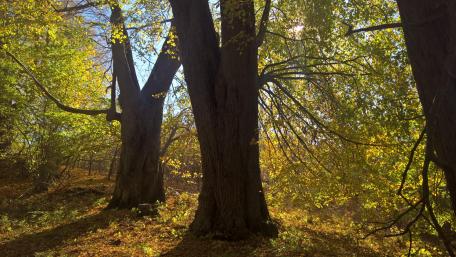 Majestic Trees Embracing Autumn Light wallpaper