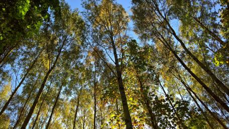 Worm's-eye view fall trees wallpaper