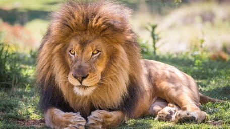 Majestic Lion in Natural Habitat wallpaper