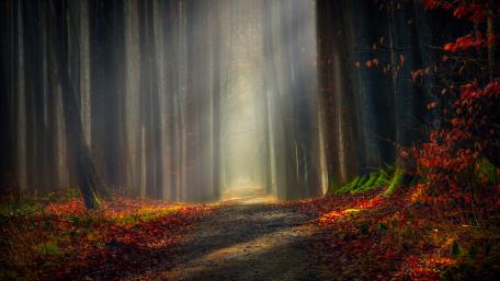 Dirt road in autumn forest wallpaper
