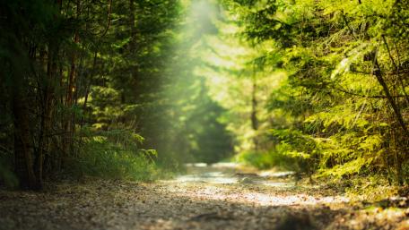Pathway in a green forest wallpaper