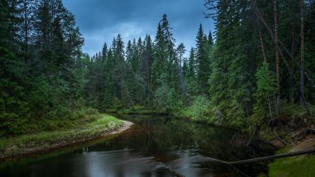 Tranquil Forest River Scene wallpaper