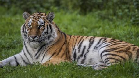 Siberian tiger wallpaper