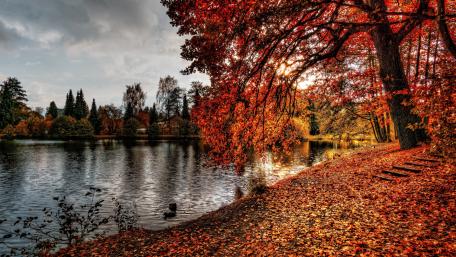 Autumn Blaze by the Lake wallpaper