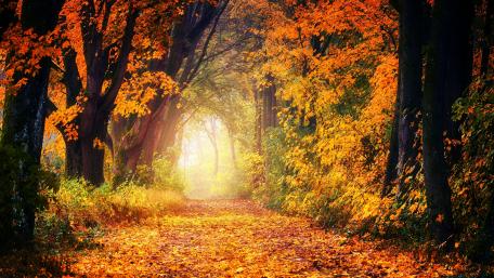Autumn path wallpaper